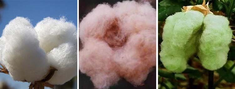 Cotton