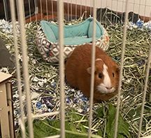 Tradition prision bars cage