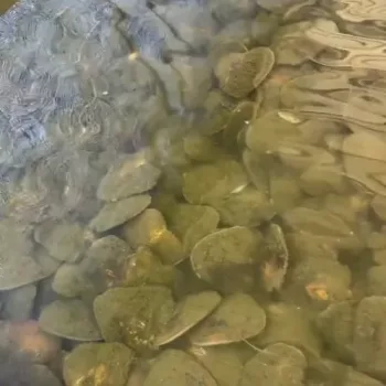 baby oysters