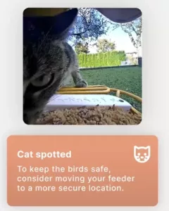 Bird Buddy ai spot other animals