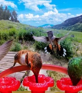 Bird Buddy developed feeder for hummingbirds