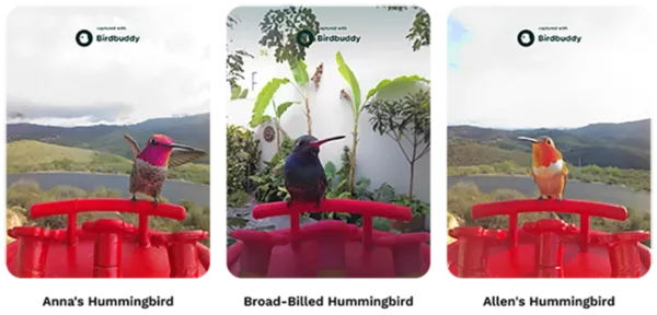 Bird Buddy feeder captures images of birds