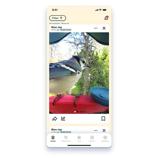 Bird Buddy using ai choose the best shot