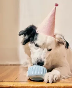 Birthday party pupsicle