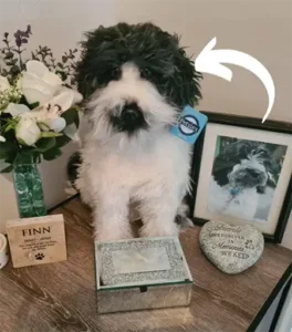 Custom pet replica plushes