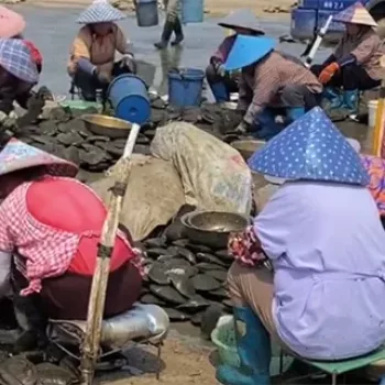 farmers collect the pearls