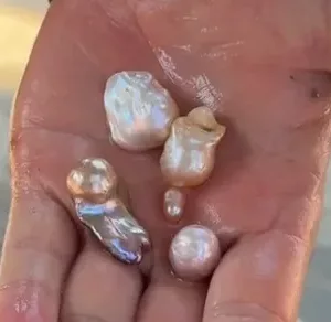 harvest the baroque pearl