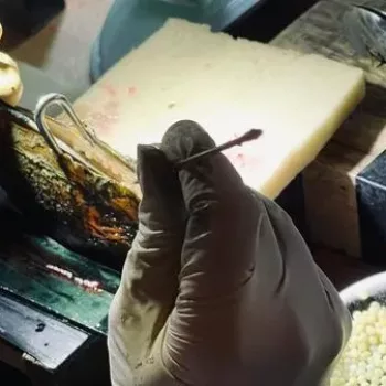 Inserting a pearl nucleus into the oyster shell