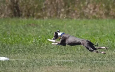 lure coursing