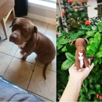 personalized crochet dog doll based on picture