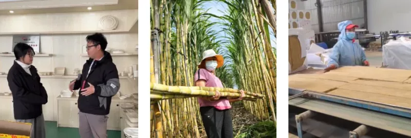 sugarcane bagasse cup factory supply chain