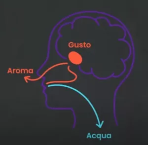 use scent to experience flavor illustration