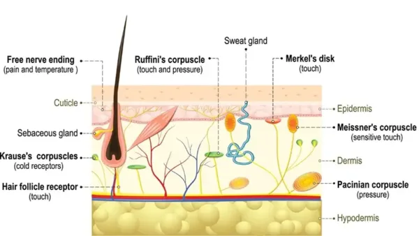 Weighted Plush Toy Pressure Comfort Chart2